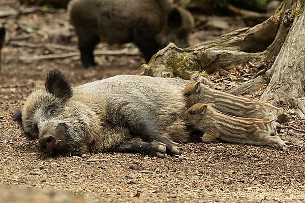 Wild boar Old animal lying and two young animals lying sucking looking left