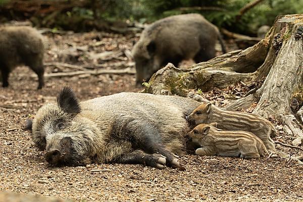 Wild boar Old animal lying and two young animals lying sucking looking left