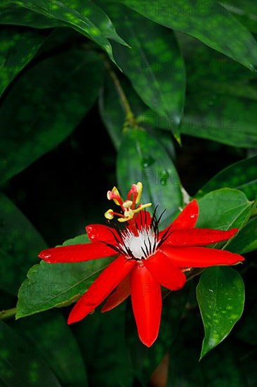 Red Passion Flower