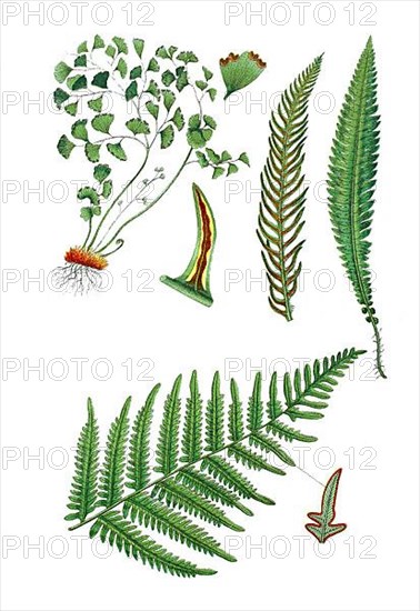 Maidenhair fern also Venus hair