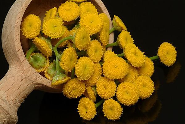 Tansy