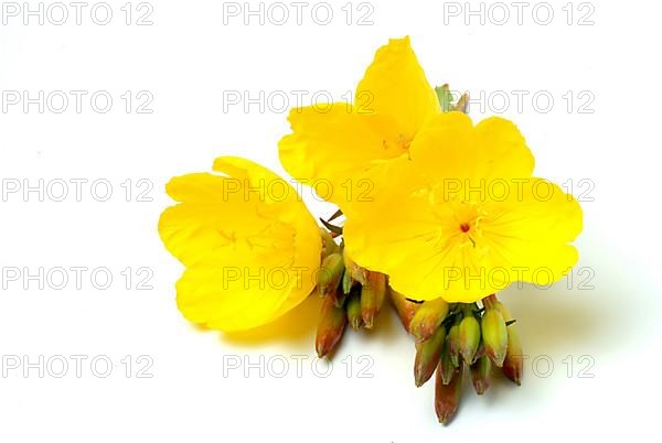 Common evening primrose