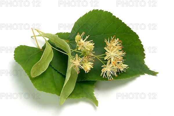 Lime blossoms of the large-leaved linden
