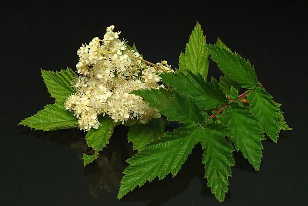 Meadowsweet