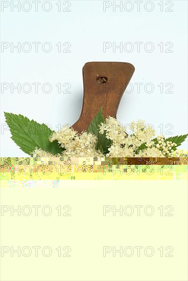 Meadowsweet