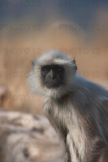 Gray langur