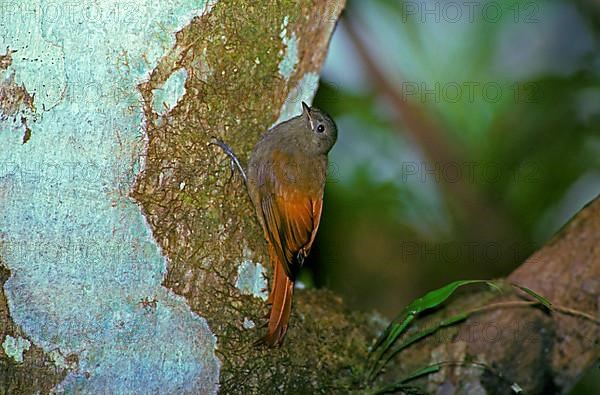 Thin-billed Woodcreeper