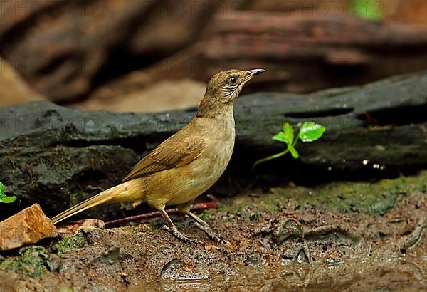 Striated Bulbul