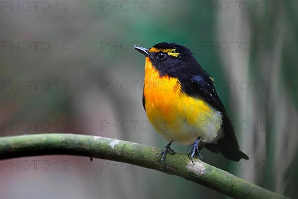 Narcissus flycatcher