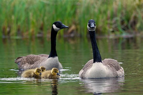 Canada geese