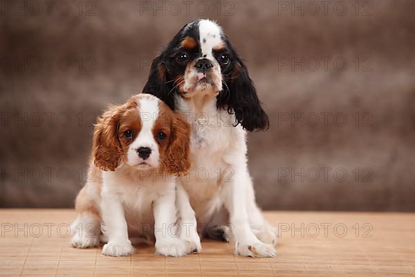 Cavalier King Charles Spaniel