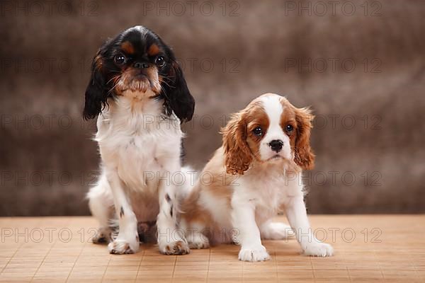 Cavalier King Charles Spaniel