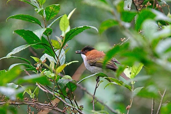 Hainan White-throated Bulbul