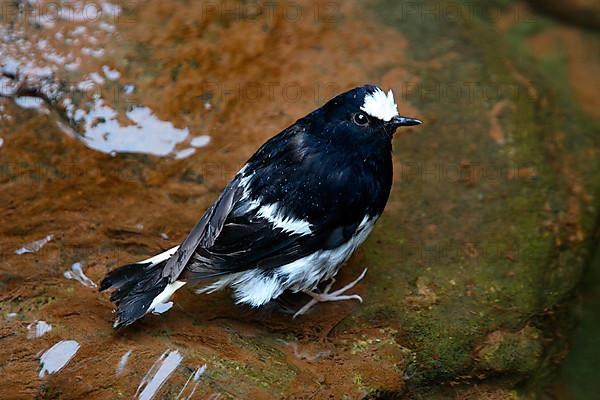 Little Forktail