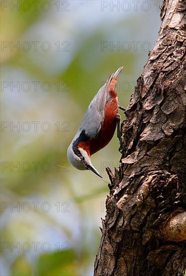 Chestnut-bellied Nuthatch