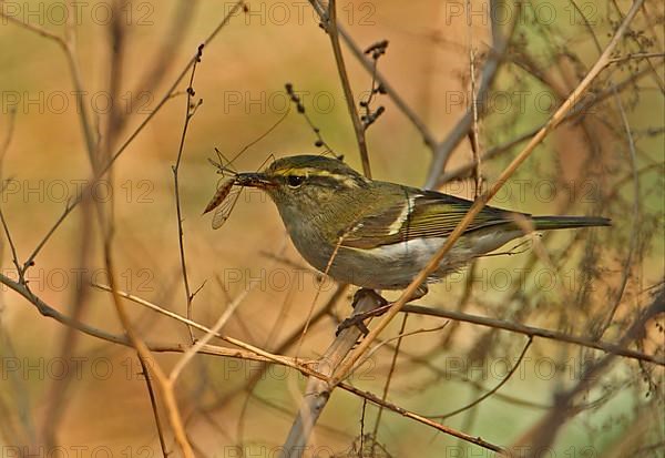 Pallas's Warbler