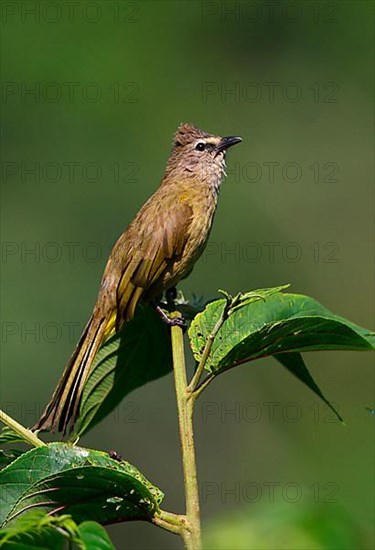 Yellow-cheeked Bulbul