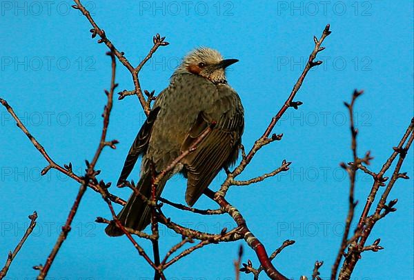 Brown-eared bulbul