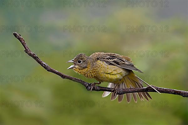 Black-headed Bunting