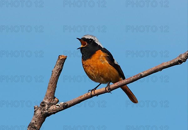 Daurian redstart