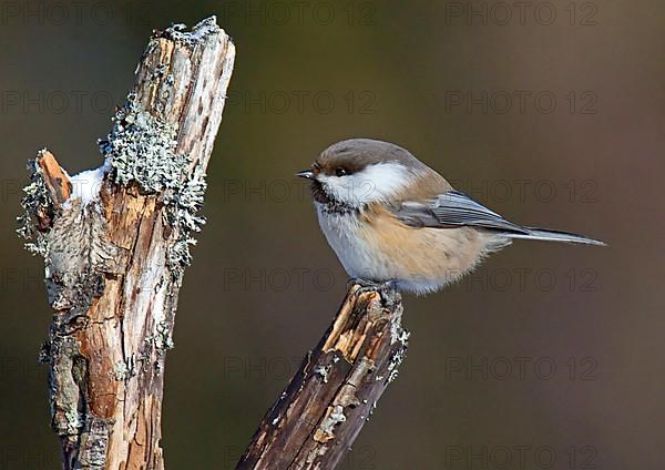 Siberian grey-headed chickadee