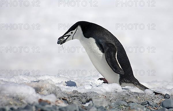 Chinstrap Penguin