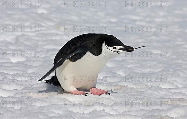 Chinstrap Penguin