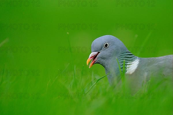 Wood Pigeon