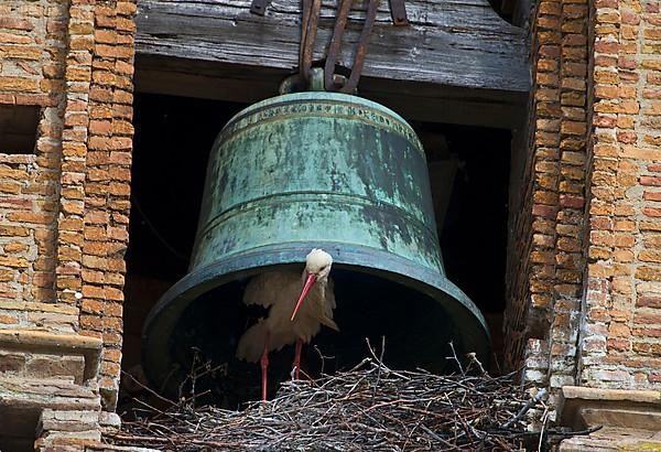 White stork