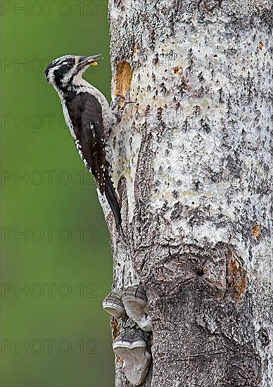 Three-toed woodpecker