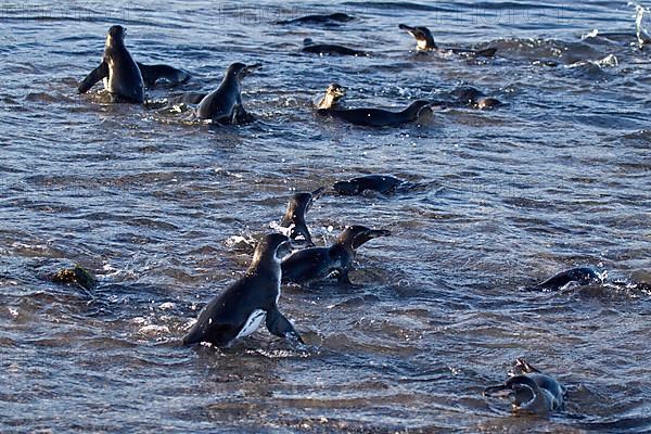 Galapagos penguins catch small fish in shallow water