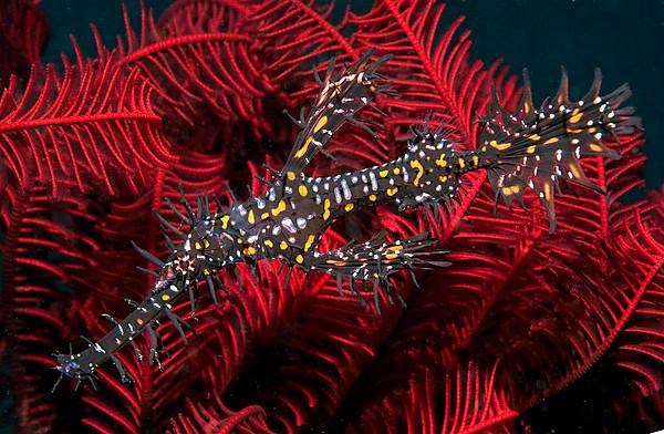 Ornate ghost pipefish