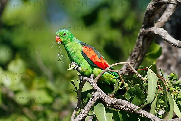 Red-winged parrots