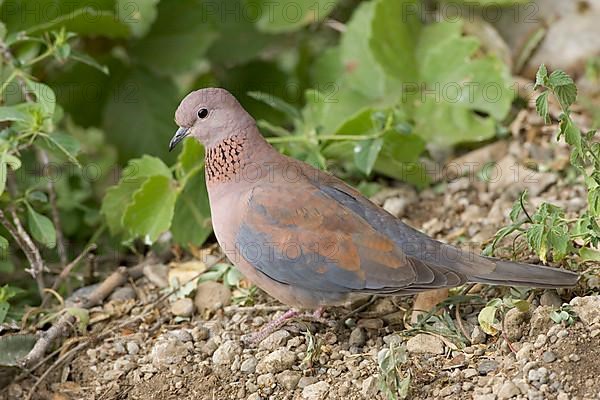 Palm Dove