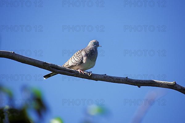 Peaceful dove