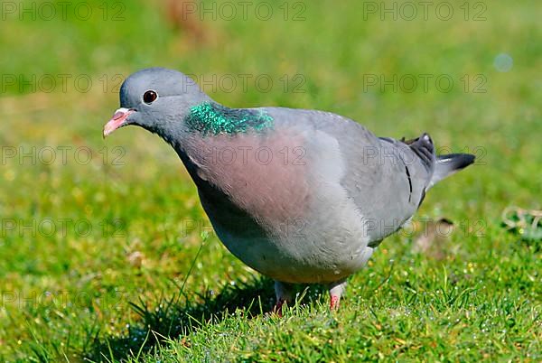 Stock Dove