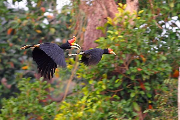 Rhinoceros Hornbill