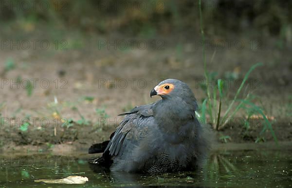 Northern Harrier Hawk