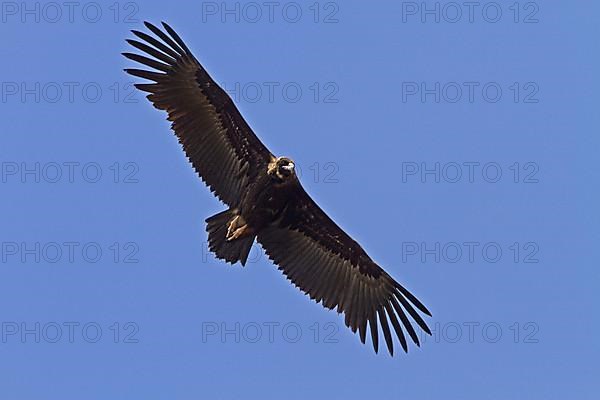 Eurasian Black Vulture