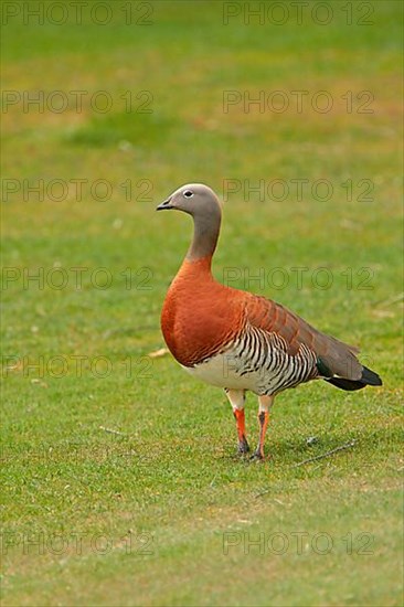 Ashy-headed Goose