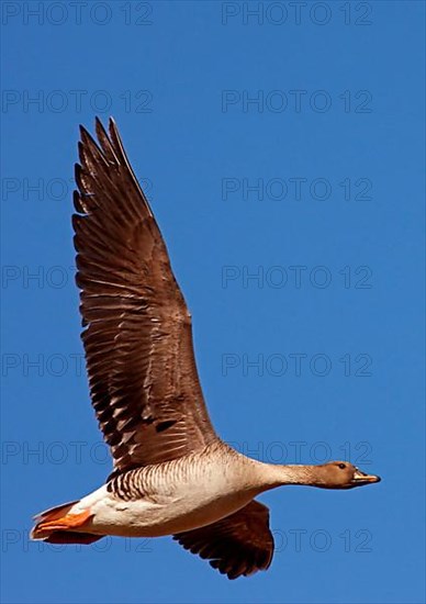 Taiga Bean Goose