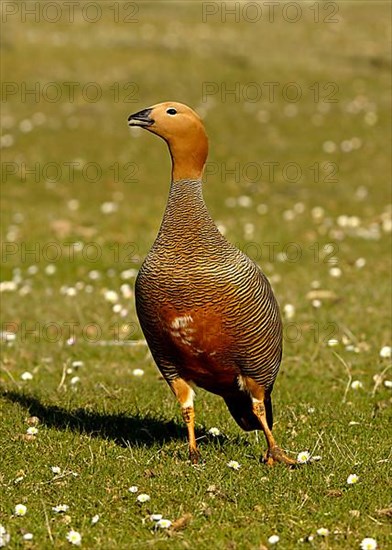 Ruddy-headed goose