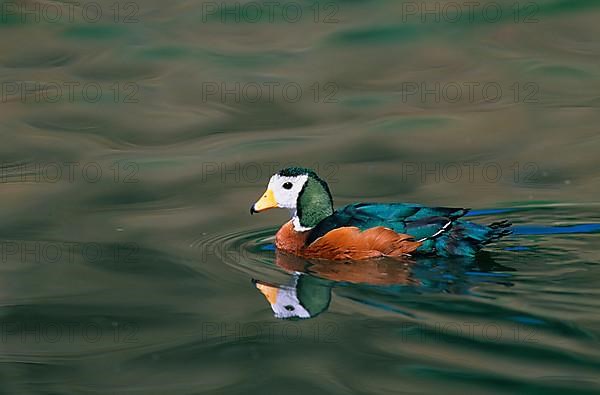 African african pygmy goose