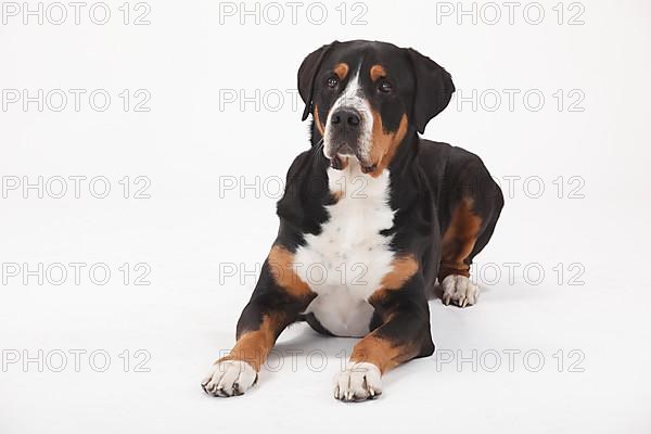 Large Swiss Mountain Dog