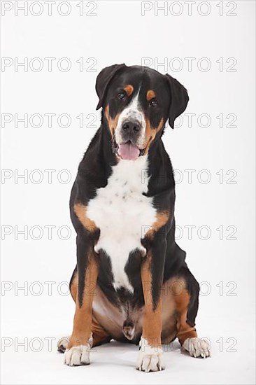 Large Swiss Mountain Dog