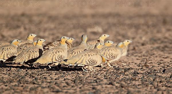 Spotted Sandgrouse