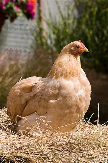 Cochin chickens