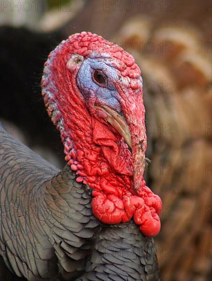 Domestic turkey