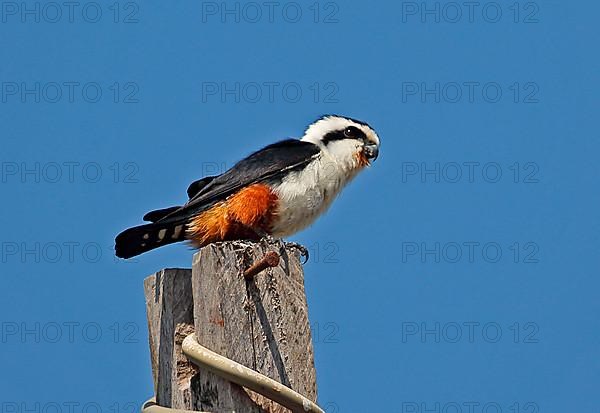 Adult Collared Hawk