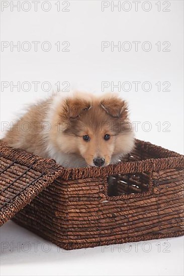 Sheltie